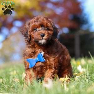 Green Bean, Miniature Poodle Puppy